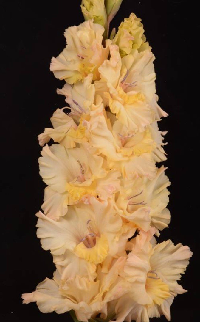 Гладиолус крупноцветковый Воспоминания Из Детства